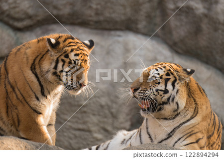 Tiger mother scolding her big cub Tiger mother scolding her big cub 122894294
