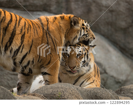 Big tiger cub cuddling with its mother 122894295