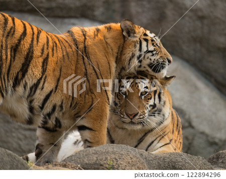 Big tiger cub cuddling with its mother 122894296