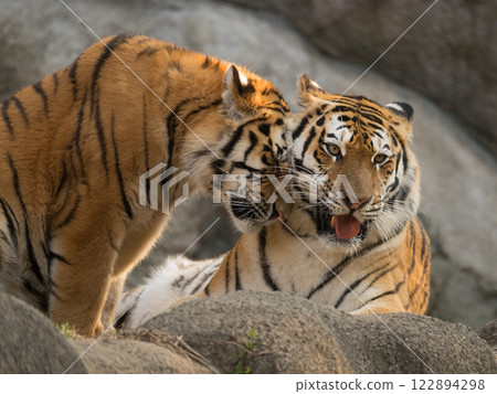 大老虎幼崽與母親擁抱 122894298