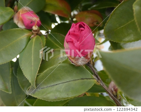 The arrival of spring seems both far away and yet near. 122894342