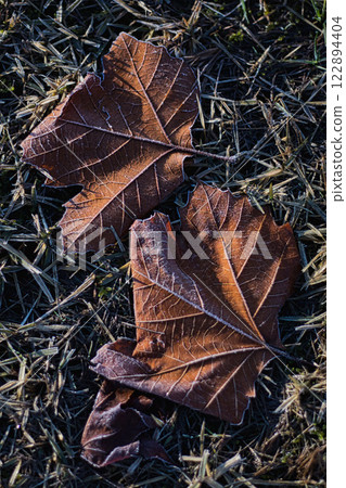 The first ice of the season is artistic at the Municipal Museum of Art 122894404