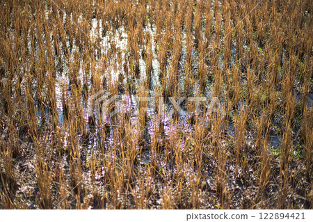 The first ice of the season is artistic at the Municipal Museum of Art The first ice of the season is artistic at the Municipal Museum of Art 122894421