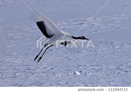 Japanese crane, before landing 122894515