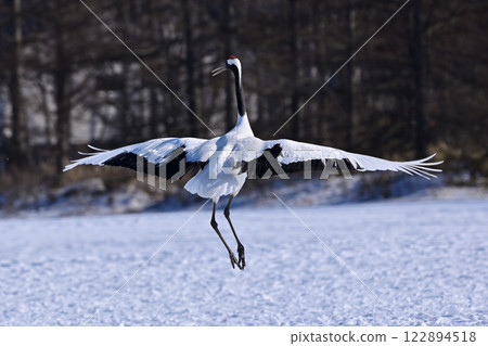 Red-crowned crane / dance Red-crowned crane / dance 122894518