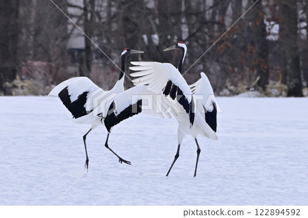 日本鶴舞 122894592