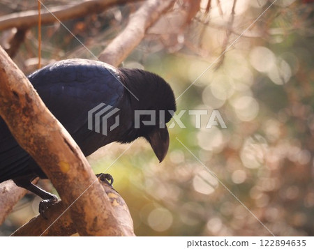 A large carrion crow found in Rikugien Garden after the beginning of spring 122894635