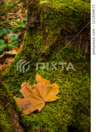 Maple leaf on an old mossy stump Maple leaf on an old mossy stump 122894671