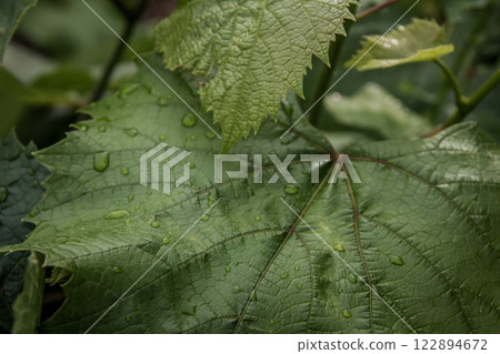 Grape leaves after rain in summer garden Grape leaves after rain in summer garden 122894672