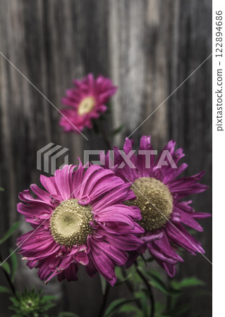 Three blooming purple asters in soft light on a wooden wall background 122894686
