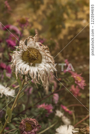 fading asters fading asters 122894693