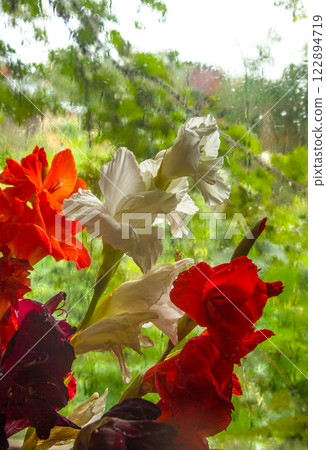 Bouquet of multi-colored gladioli at the foggy window overlooking the apple orchard in rainy weather 122894719
