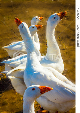 Geese on a walk on 122894720