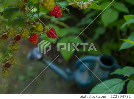 Raspberry berries with a watering can in a summer garden 122894721