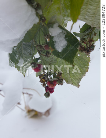 A branch with frozen raspberry berries hanging over the fresh fallen snow, First snow. 122894728