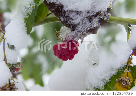 A branch with frozen raspberries is hanging over the fresh fallen snow. 122894729