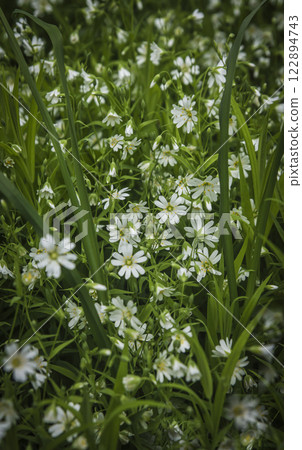 Canary grass Stellaria holostea L. blooms on a lawn Canary grass Stellaria holostea L. blooms on a lawn 122894743