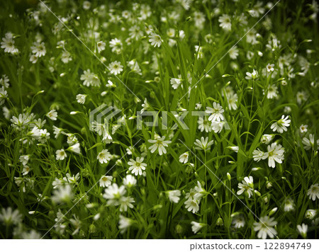 Spring flowers. Blooming stella holostea on a background of green grass Spring flowers. Blooming stella holostea on a background of green grass 122894749