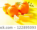 凸頂柑 122895093