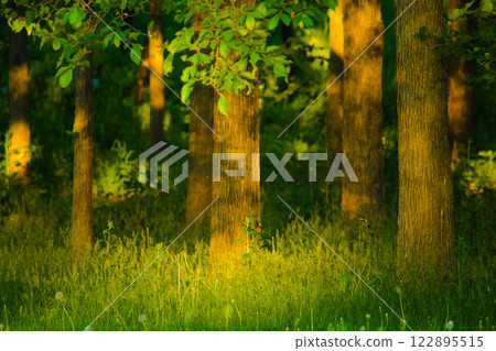 Sunny Forest 122895515