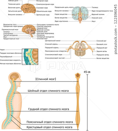 Brain spinal cord structure set illustration Russian Brain spinal cord structure set illustration Russian 122896045
