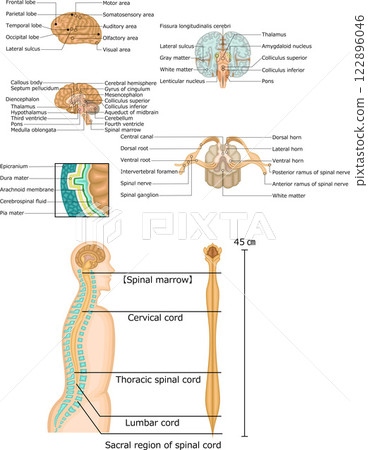 Brain spinal cord structure set illustration English 122896046