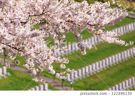 北海道石漾市戶田紀念公園的櫻花樹，8,000棵染井吉野櫻盛開，散發出芬芳的香氣 [5月] 122896130