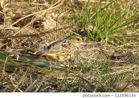 A Japanese bush warbler bathing in the afternoon sun A Japanese bush warbler bathing in the afternoon sun 122896136