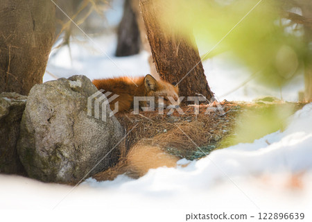 A red fox sleeping in the winter forest 122896639