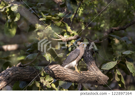 Shikra or Accipiter badius or little banded goshawk bird portrait perched in winter sunlight on face in outdoor wildlife safari at keoladeo national park bharatpur bird sancturay rajasthan india 122897164