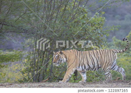 wild dominant male bengal tiger panthera tigris side profile closeup from Ranthambore National Park Forest safari Tiger Reserve India roaming walking strolling in territory natural green background 122897165