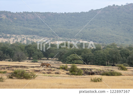wild male bengal tiger or panthera tigris walking territory stroll in open field and in background Aravalli or Aravali hill mountain Range in safari at ranthambore national park forest rajasthan india wild male bengal tiger or panthera tigris walking territory stroll in open field and in background Aravalli or Aravali hill mountain Range in safari at ranthambore national park forest rajasthan india 122897167