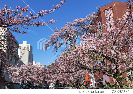 Atami City, Shizuoka Prefecture, Atami Sakura, Itokawa Promenade, Early February 122897285