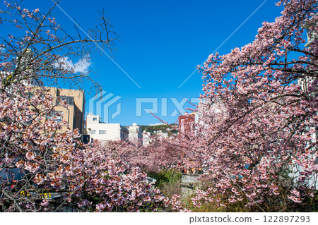 靜岡縣熱海市熱海櫻花、絲川散步道、2月初 靜岡縣熱海市熱海櫻花、絲川散步道、2月初 122897293