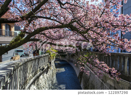 靜岡縣熱海市熱海櫻花、絲川散步道、2月初 靜岡縣熱海市熱海櫻花、絲川散步道、2月初 122897298