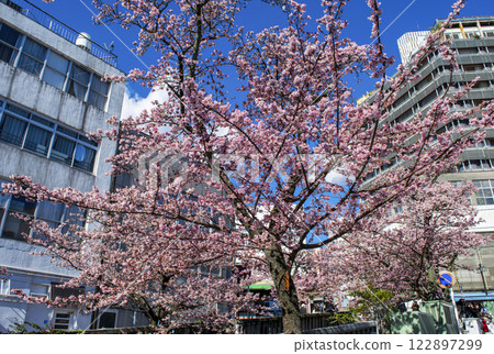 Atami City, Shizuoka Prefecture, Atami Sakura, Itokawa Promenade, Early February 122897299