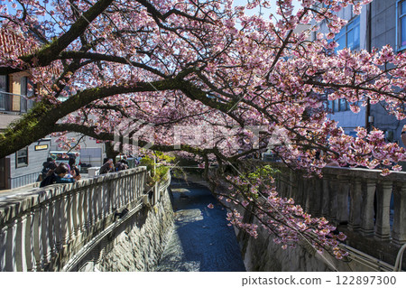 靜岡縣熱海市熱海櫻花、絲川散步道、2月初 靜岡縣熱海市熱海櫻花、絲川散步道、2月初 122897300