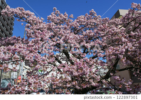 Atami City, Shizuoka Prefecture, Atami Sakura, Itokawa Promenade, Early February 122897301