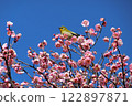 A cute Japanese white-eye perched on a plum tree 122897871