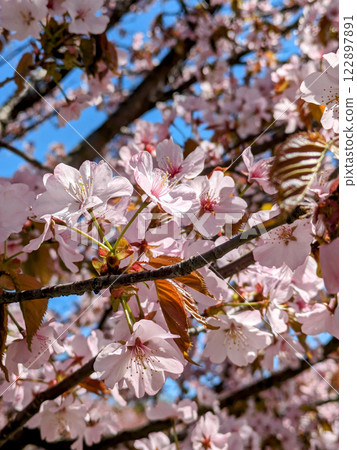 Cherry blossoms in full bloom shining in the spring sunshine 122897891