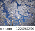 Trees covered with hoarfrost 122898250