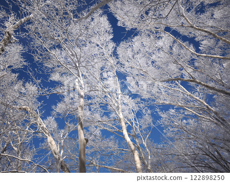 Trees covered with hoarfrost Trees covered with hoarfrost 122898250
