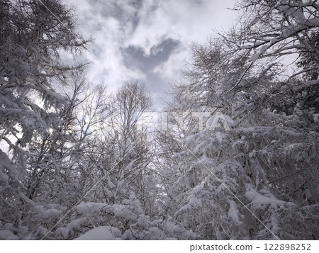 Snow-covered trees Snow-covered trees 122898252