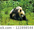 Cute baby pandas playing 122898544