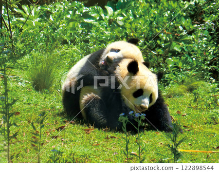 Cute baby pandas playing 122898544