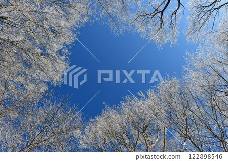 Rime on trees in a beech forest and blue skies in the harsh winter 122898546