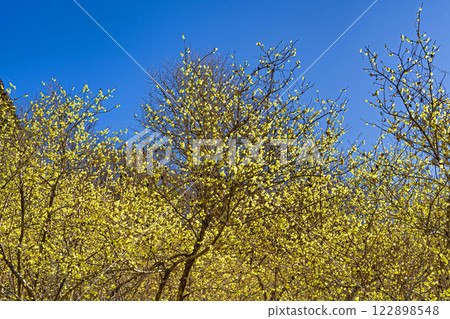 Rowey Rowey 122898548