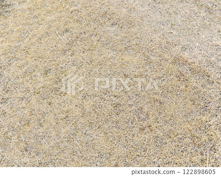 Texture - background, ground, dead grass 122898605