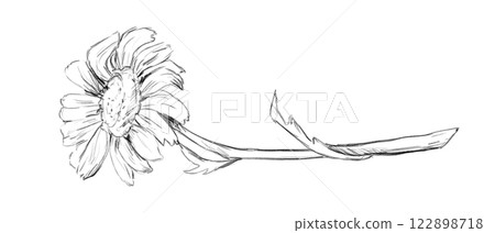 Black and White Sketch with Chamomile on Long Stem with Leaves, Picturesque Hand Drawn Illustration Black and White Sketch with Chamomile on Long Stem with Leaves, Picturesque Hand Drawn Illustration 122898718