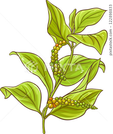 Black Pepper Branch  Colored Detailed Illustration 122898833